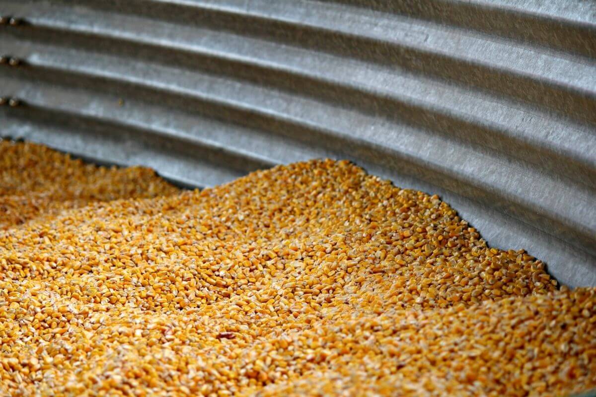 Những Rủi Ro Nếu Không Vệ Sinh Bồn Silo Định Kỳ